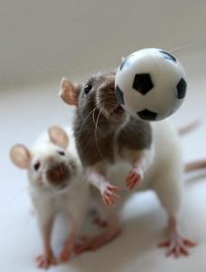 rats and soccer